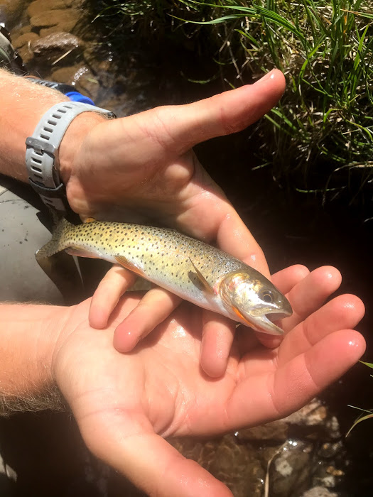 picture of a brownie fish in hands