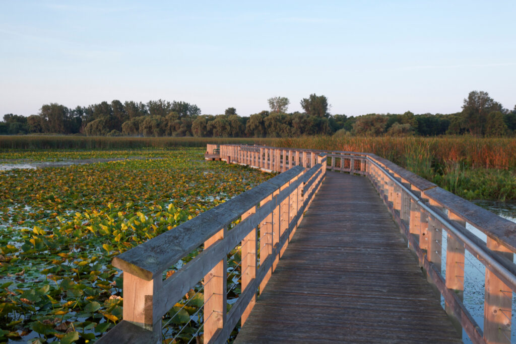 Boardwalk at Point Pelee NP taken at sunrise