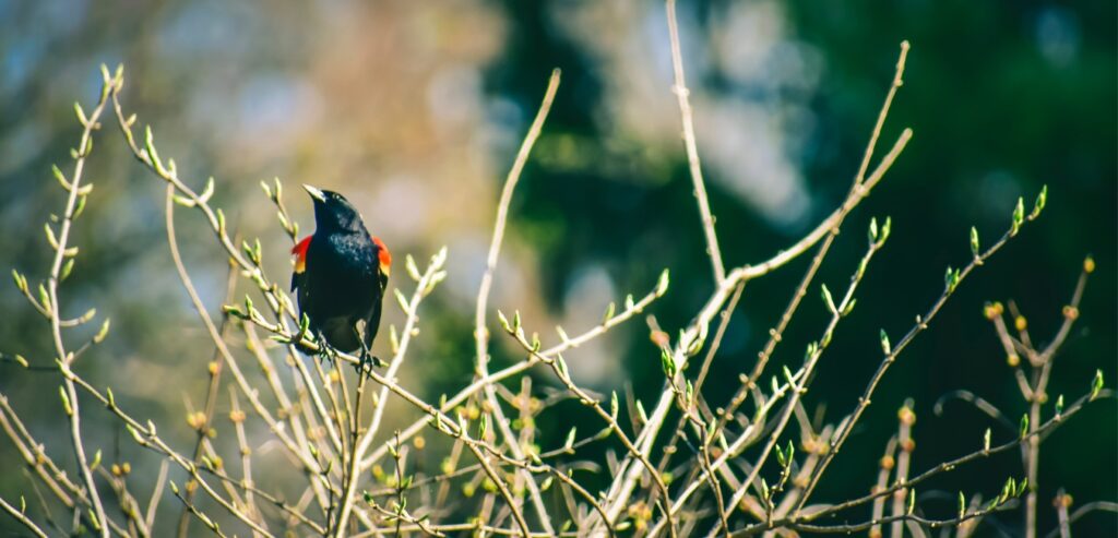 Close up of a Red-winged Blackbird in a tree in springtime