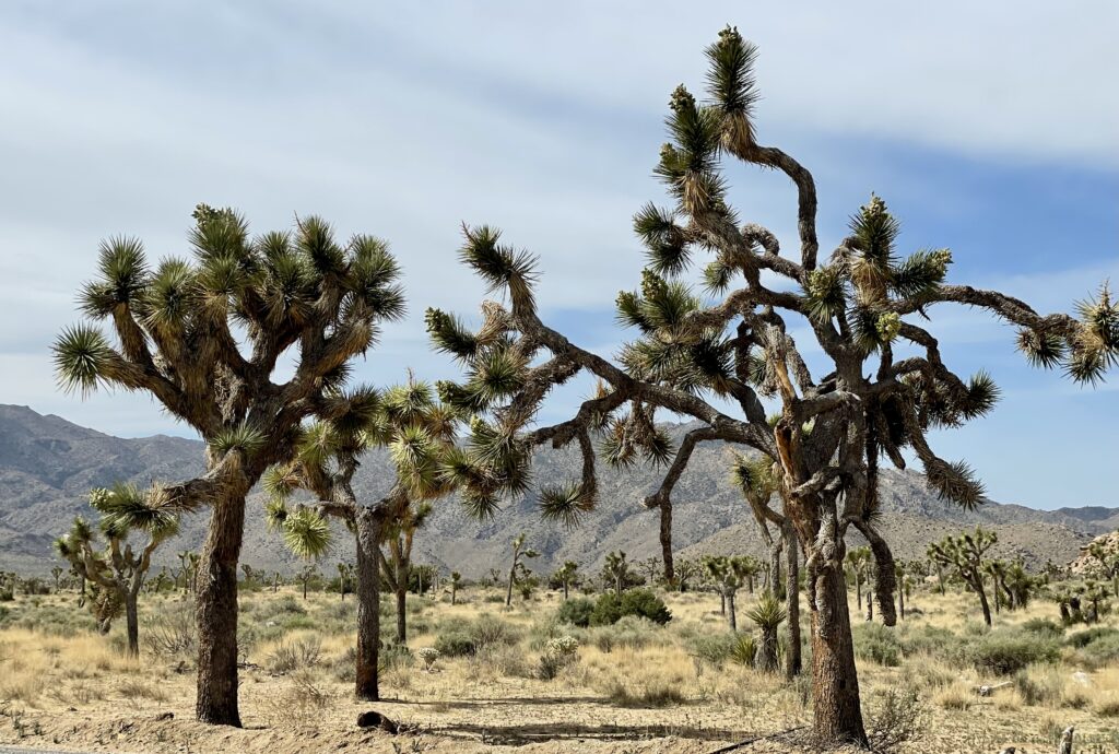 Joshua Tree Southern California