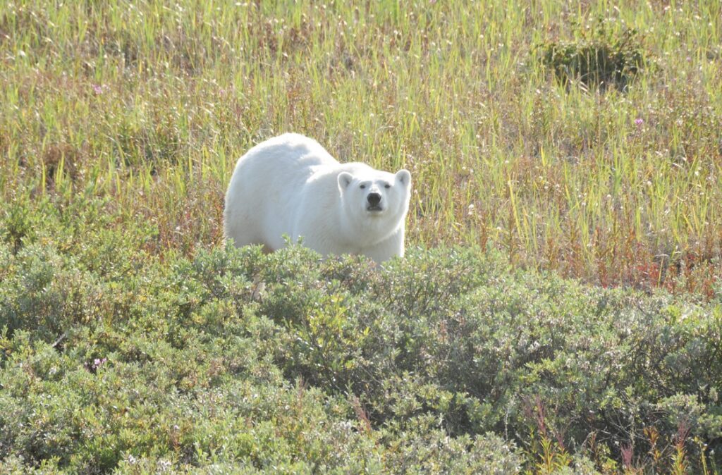 Polar bear in field during the summer