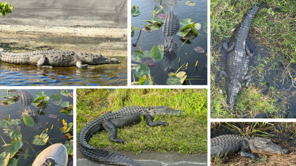 Alligators and crocodiles in the Everglades