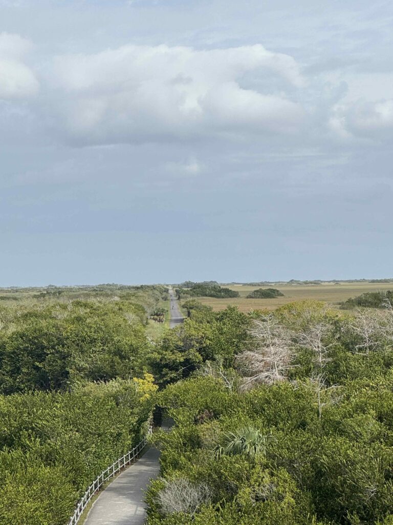 Scenic view of the Everglades, freshwater marsh