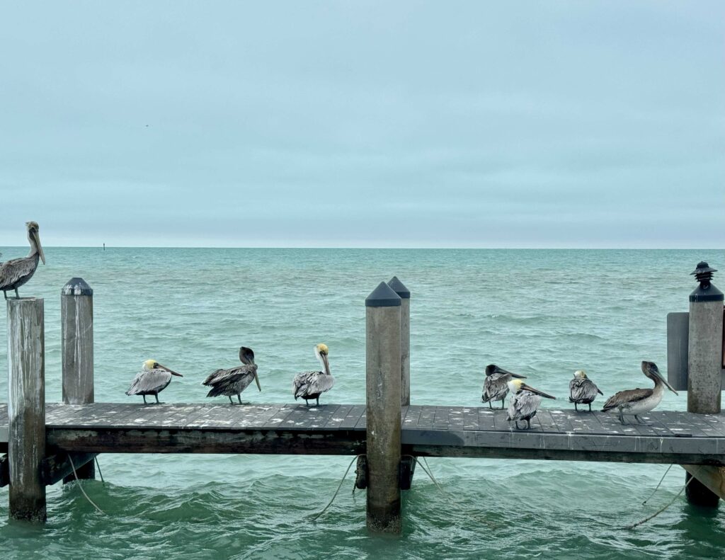 Pelicans sit on a pier in the Keys.