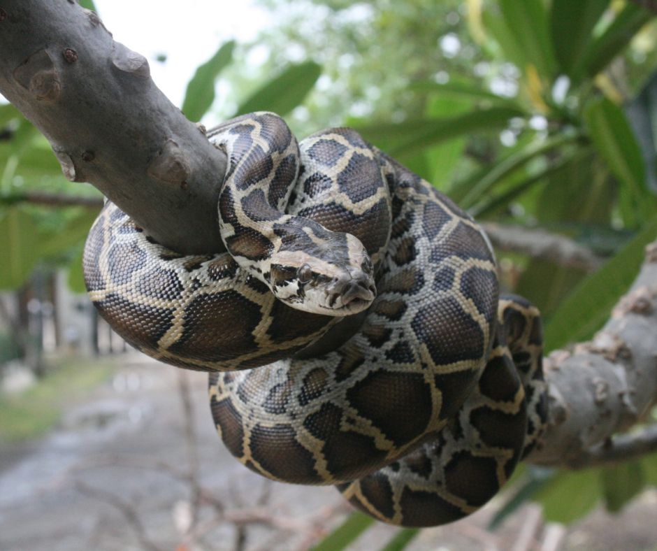 close up of a Burmese phython