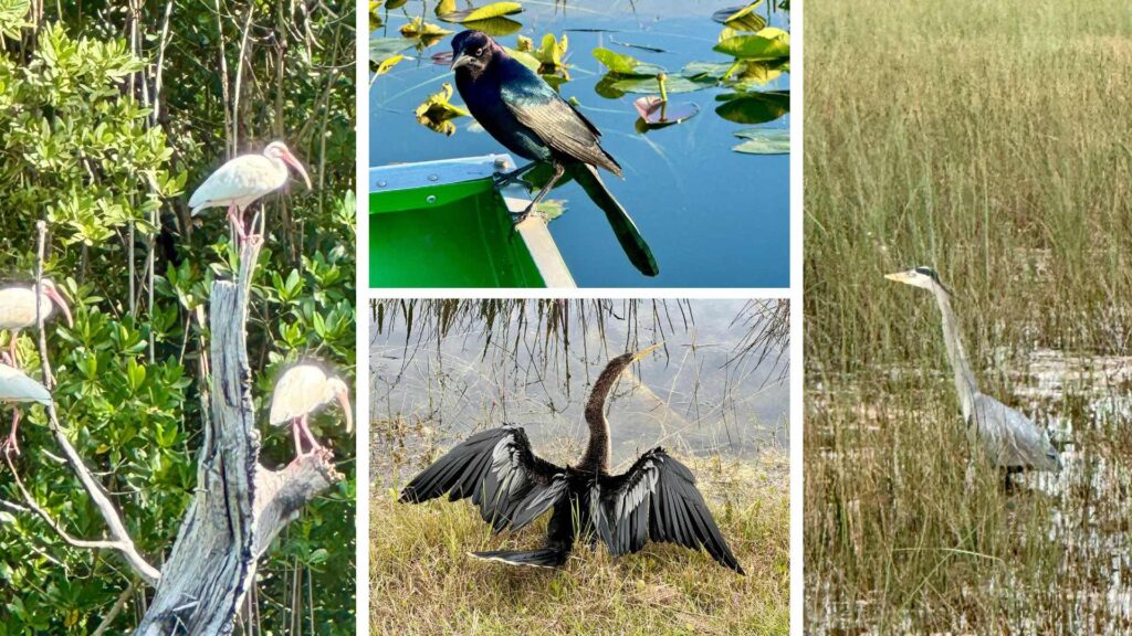 Birds of the Everglades