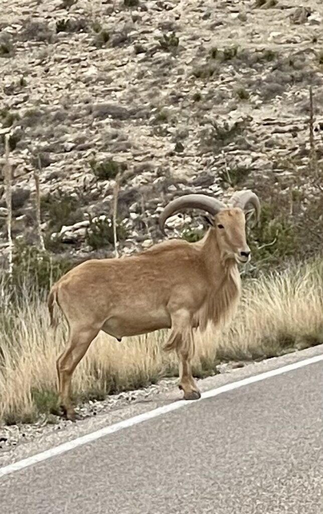 mountain goat standing at the side of the road