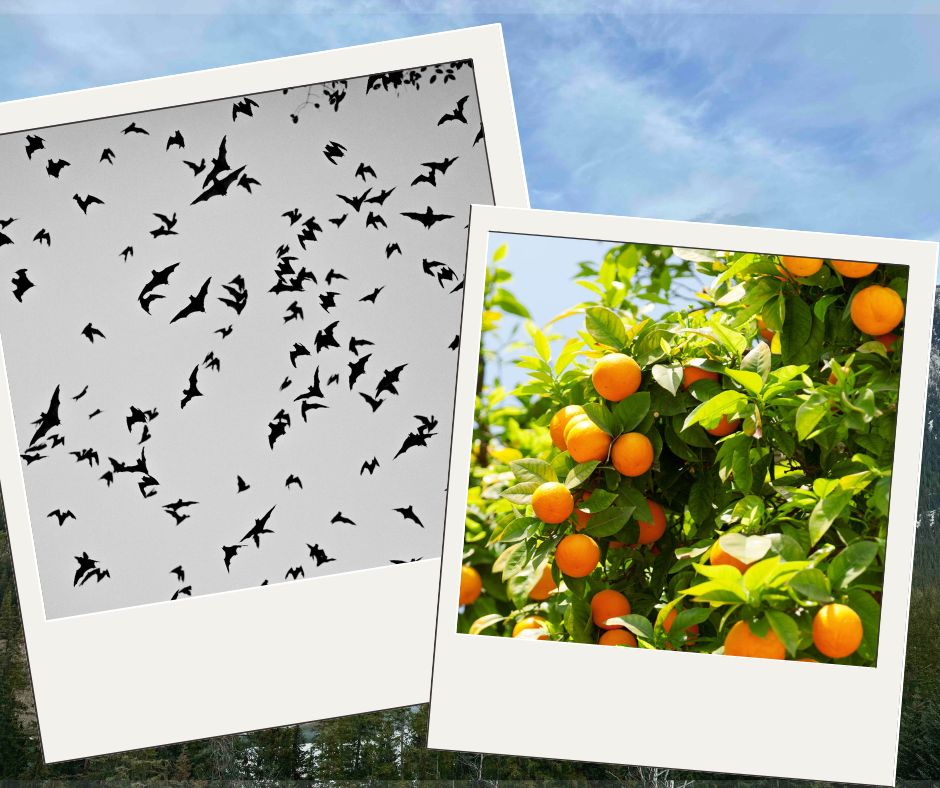 one image is of flying bats, the onther is a close up of an orange tree